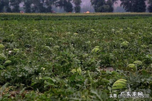 你知道历史上最完美的悼文是什么吗