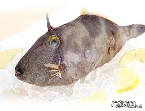 最耐养的食用鱼 浅水食用鱼