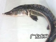 中华鲤鱼的做法大全 中华鲟怎么做更美味