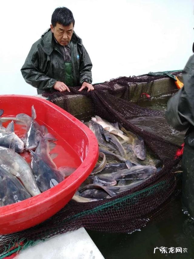 鮰鱼生长在我国哪里 大鮰鱼图片大全
