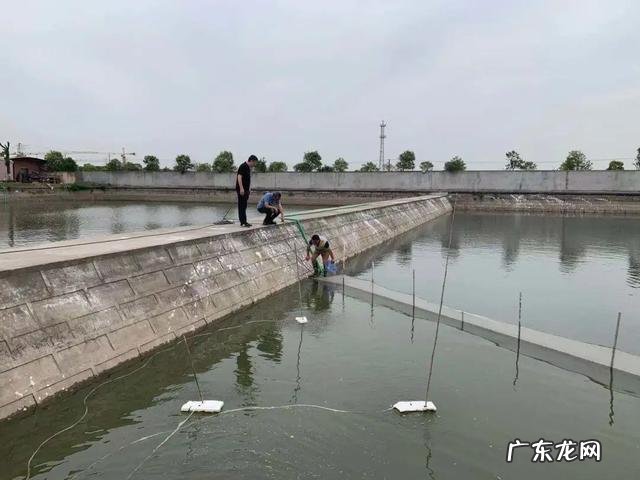 鮰鱼生长在我国哪里 大鮰鱼图片大全