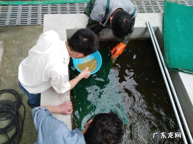 鮰鱼生长在我国哪里 大鮰鱼图片大全
