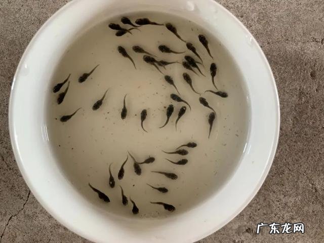 鮰鱼生长在我国哪里 大鮰鱼图片大全