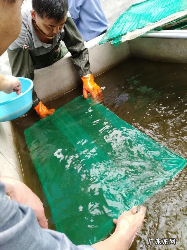 鮰鱼生长在我国哪里 大鮰鱼图片大全