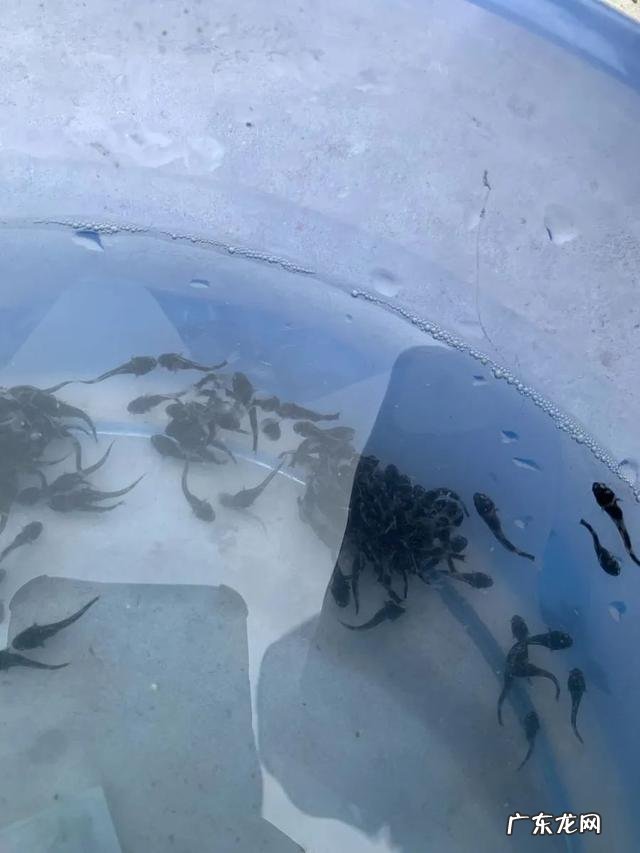 鮰鱼生长在我国哪里 大鮰鱼图片大全