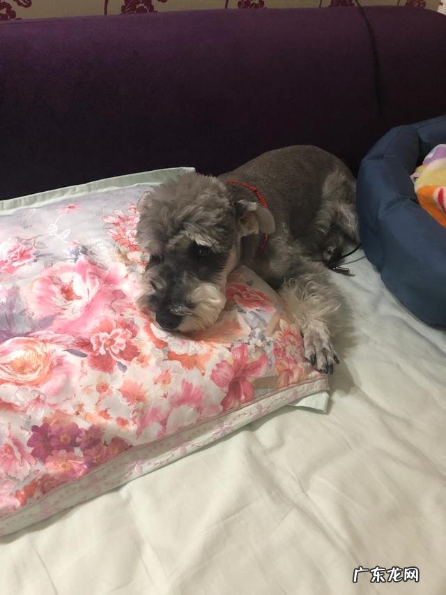 为什么很多养过雪纳瑞的人,都不愿意再养其他的狗呢?