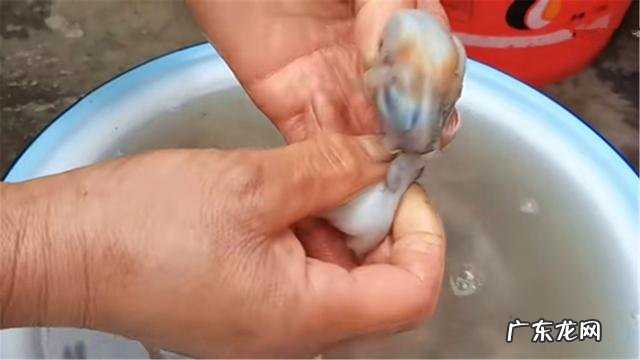 八爪鱼怎么煮不老不硬 八爪鱼怎么煮才最好吃