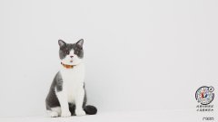 拔罐减肥每顿饭前都要喝水吗