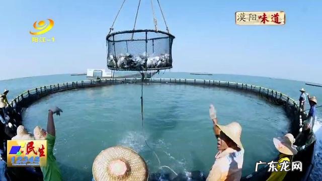 胶东大白鲳鱼 阳江阳西淡晒金鲳鱼