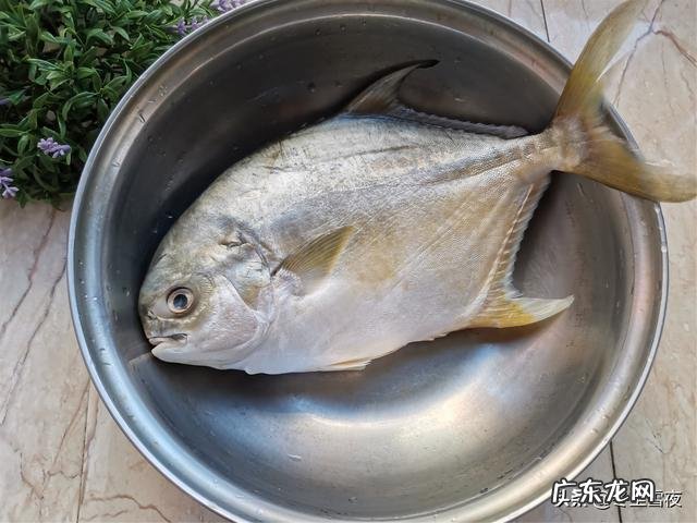 金鲳鱼怎么煎炒好吃 怎样做红烧金鲳鱼好吃
