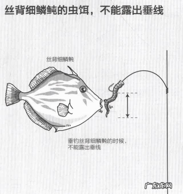 海钓马头鱼钓法 海钓剥皮鱼的正确方法