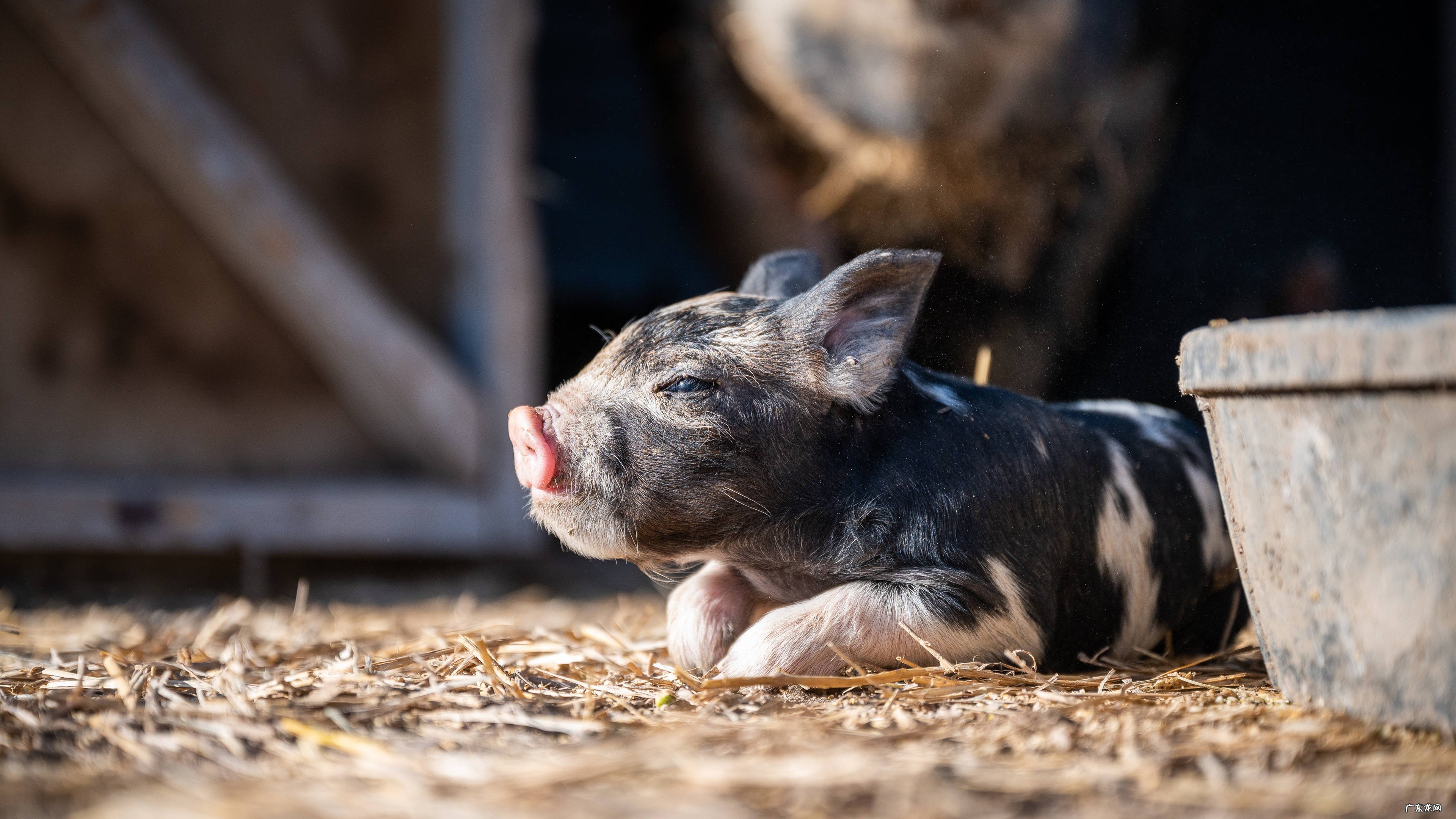 有人喝过稚美汤吗减肥有效果吗