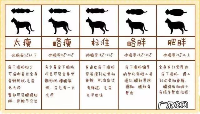 我国野生的豹猫还多吗?为什么?