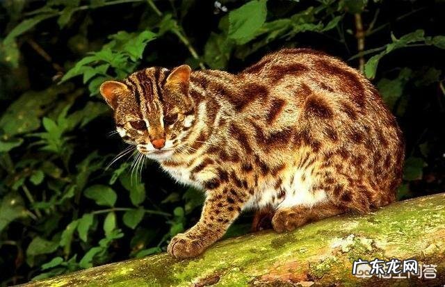 我国野生的豹猫还多吗?为什么?