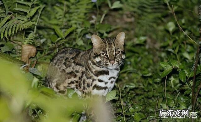 我国野生的豹猫还多吗?为什么?