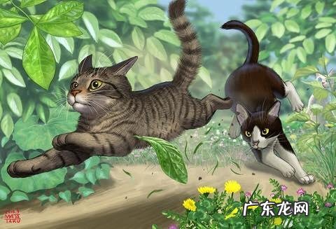 我国野生的豹猫还多吗?为什么?