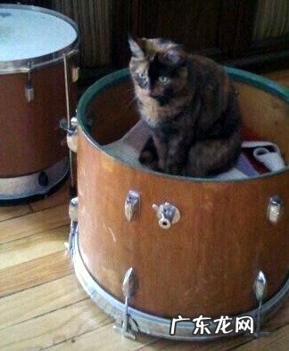 水果减肥食谱?水果减肥餐?