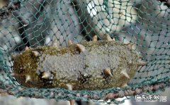 老人每天一个海参有用吗？