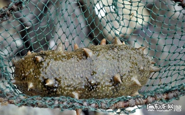 老人每天一个海参有用吗?