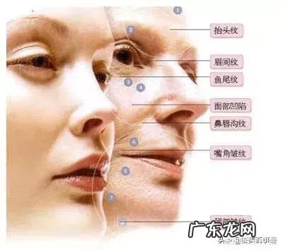 老人每天一个海参有用吗?