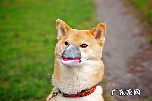 除了吃 还有什么样的增肥方法