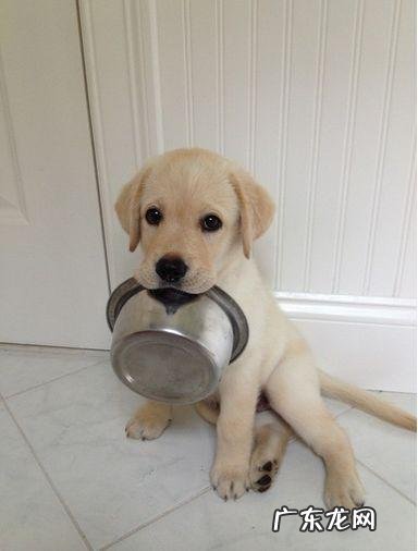 喂什么食物可以让金毛长得高高壮壮?