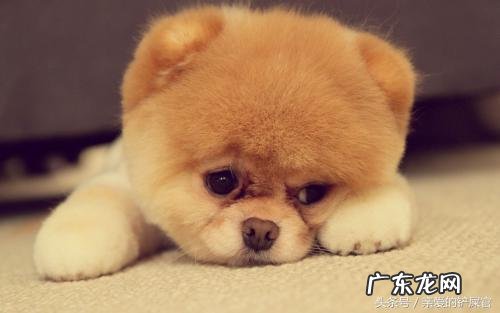 狗狗消瘦不吃食，怎么办？