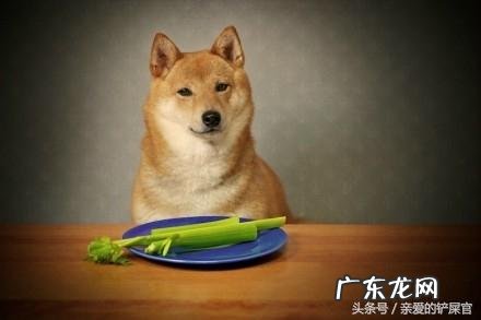 狗狗消瘦不吃食，怎么办？