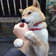 每天只吃鸡蛋和牛奶会减肥吗