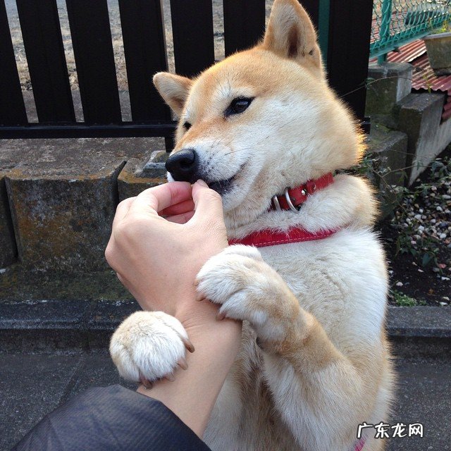 每天只吃鸡蛋和牛奶会减肥吗