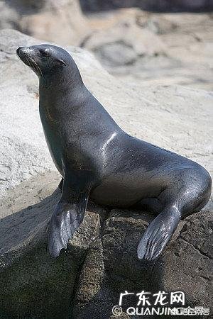 海狮、海豹、海象的区别?