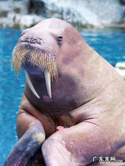 海狮、海豹、海象的区别?