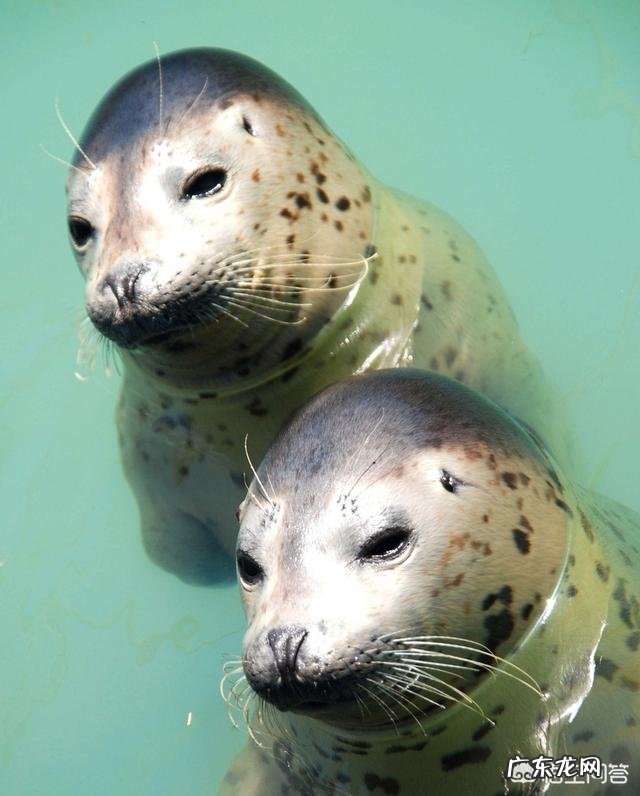 海狮、海豹、海象的区别?