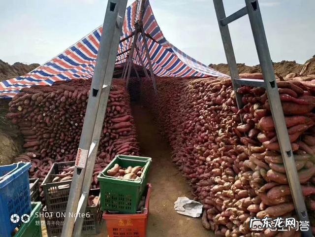 红薯的口感与哪些因素有关?