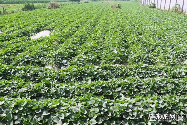 红薯的口感与哪些因素有关?