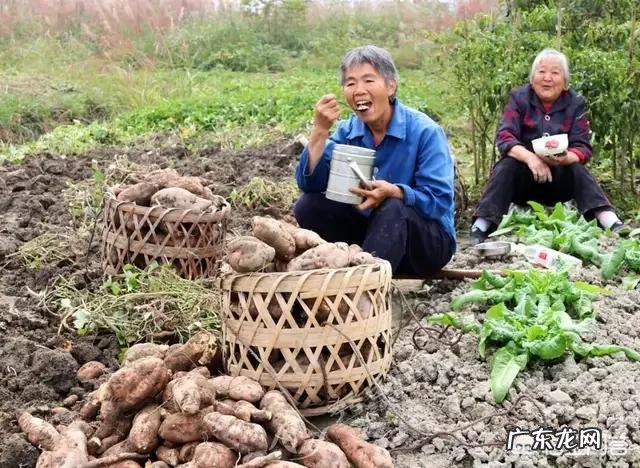 红薯的口感与哪些因素有关?