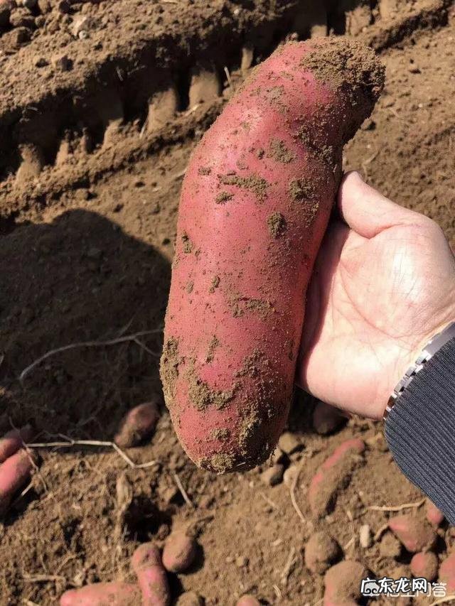 红薯的口感与哪些因素有关?