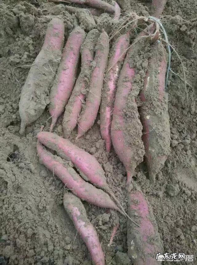 红薯的口感与哪些因素有关?