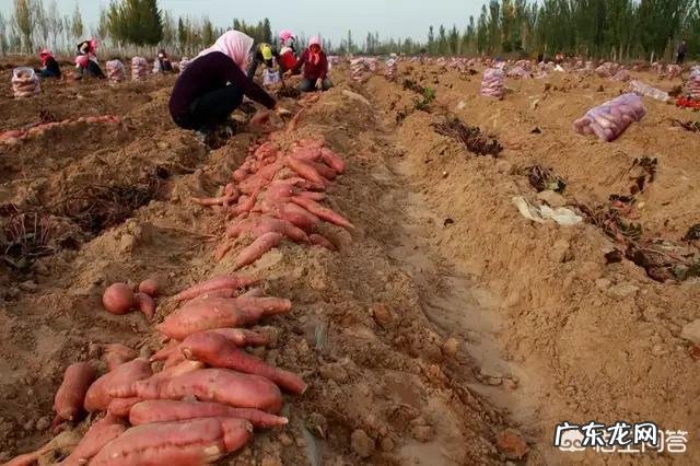 红薯的口感与哪些因素有关?