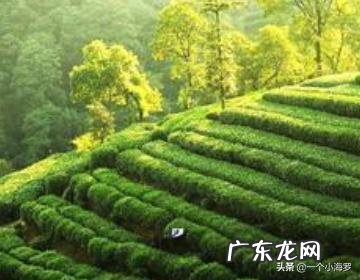 【2017中国十大茶叶品牌】茶叶品牌排行榜,茶叶哪个品牌好?