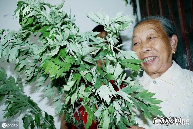 农村自己种的艾叶收割，是连根拔起，还是只割上方的茎叶