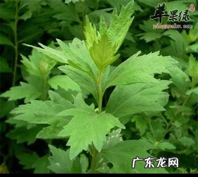 农村自己种的艾叶收割，是连根拔起，还是只割上方的茎叶