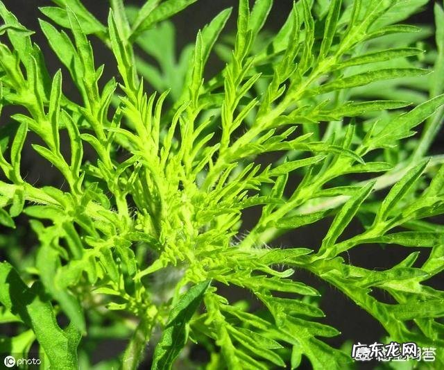 农村自己种的艾叶收割，是连根拔起，还是只割上方的茎叶