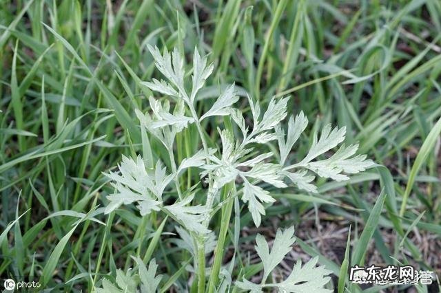 农村自己种的艾叶收割，是连根拔起，还是只割上方的茎叶