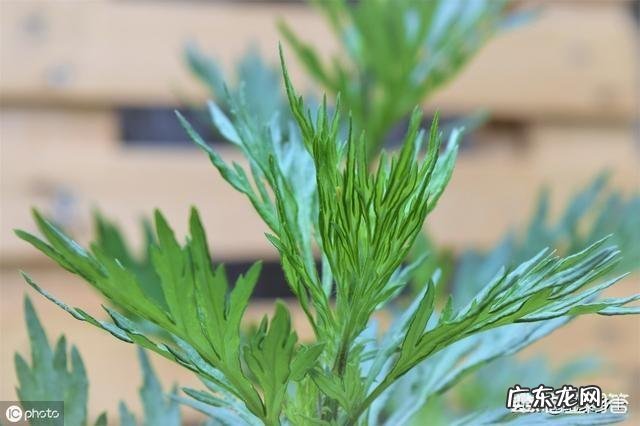 农村自己种的艾叶收割，是连根拔起，还是只割上方的茎叶