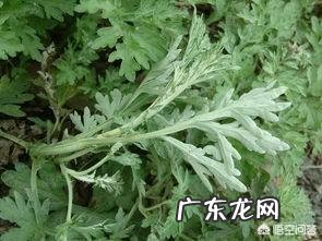 农村自己种的艾叶收割，是连根拔起，还是只割上方的茎叶