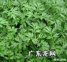 农村自己种的艾叶收割，是连根拔起，还是只割上方的茎叶