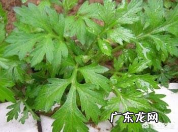 农村自己种的艾叶收割，是连根拔起，还是只割上方的茎叶