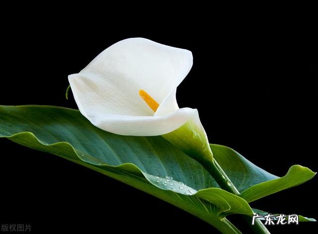 生活中没有礼物,没有惊喜,没有拥抱,会幸福吗?