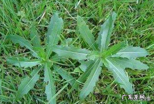 《白鹿原》中白嘉轩在鹿子霖的地里发现的植物到底是什么？